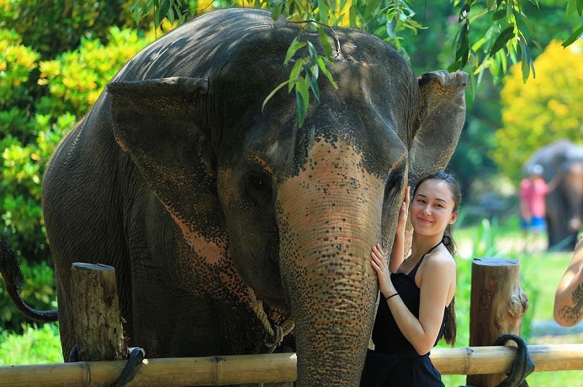 Exploring the Best Elephant Sanctuary in Thailand
